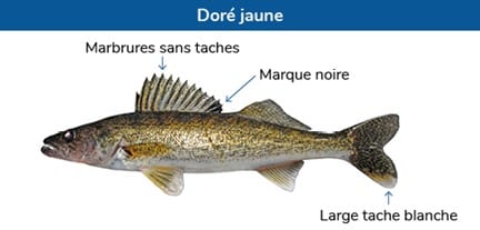 Connaissez-vous les poissons du Saint-Laurent?