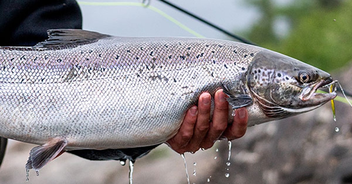 Atlantic salmon's Fly Fishing Videos